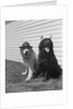 Army Dogs Sitting by Anonymous