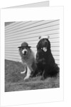 Army Dogs Sitting by Anonymous