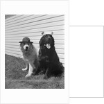 Army Dogs Sitting by Anonymous
