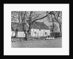 Geese in Ireland by Anonymous
