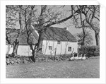 Geese in Ireland by Anonymous