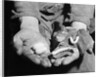 Man Holding Silkworms by Anonymous