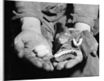 Man Holding Silkworms by Anonymous
