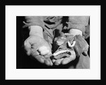 Man Holding Silkworms by Anonymous