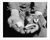 Man Holding Silkworms by Anonymous