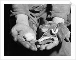 Man Holding Silkworms by Anonymous