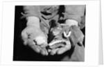 Man Holding Silkworms by Anonymous