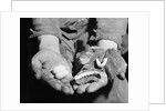Man Holding Silkworms by Anonymous