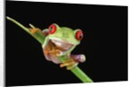 Red Eyed Tree Frog by Anonymous
