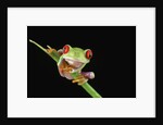 Red Eyed Tree Frog by Anonymous