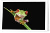 Red Eyed Tree Frog by Anonymous