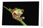 Red Eyed Tree Frog by Anonymous