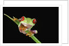 Red Eyed Tree Frog by Anonymous