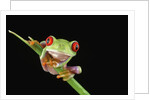 Red Eyed Tree Frog by Anonymous