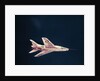 North American F-100 Airplane in Flight by Anonymous