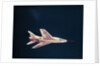 North American F-100 Airplane in Flight by Anonymous