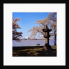 Jefferson Memorial from across the Lake by Anonymous