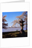 Jefferson Memorial from across the Lake by Anonymous