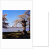 Jefferson Memorial from across the Lake by Anonymous