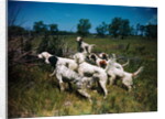 Hunting Dogs on Point by Anonymous