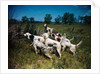 Hunting Dogs on Point by Anonymous