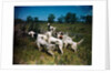 Hunting Dogs on Point by Anonymous