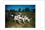 Hunting Dogs on Point by Anonymous