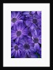 Purple Cineria Blossoms by Anonymous
