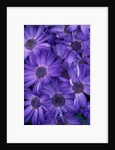 Purple Cineria Blossoms by Anonymous