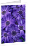 Purple Cineria Blossoms by Anonymous