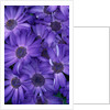 Purple Cineria Blossoms by Anonymous