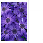 Purple Cineria Blossoms by Anonymous