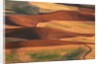Fields in the Palouse by Anonymous