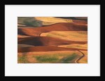 Fields in the Palouse by Corbis