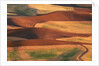 Fields in the Palouse by Corbis