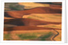 Fields in the Palouse by Corbis