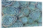 Succulents by Anonymous