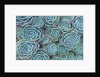 Succulents by Anonymous