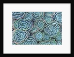 Succulents by Anonymous