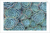 Succulents by Anonymous