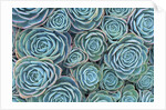 Succulents by Anonymous