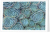 Succulents by Anonymous