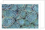 Succulents by Anonymous
