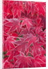 Frost Covered Japanese Maple Leaves by Anonymous