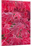 Frost Covered Japanese Maple Leaves by Anonymous