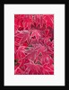 Frost Covered Japanese Maple Leaves by Anonymous