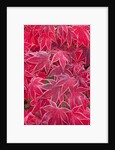 Frost Covered Japanese Maple Leaves by Anonymous