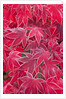 Frost Covered Japanese Maple Leaves by Anonymous