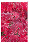 Frost Covered Japanese Maple Leaves by Anonymous