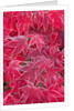 Frost Covered Japanese Maple Leaves by Anonymous